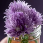 Chive Blossom Vinegar First Image
