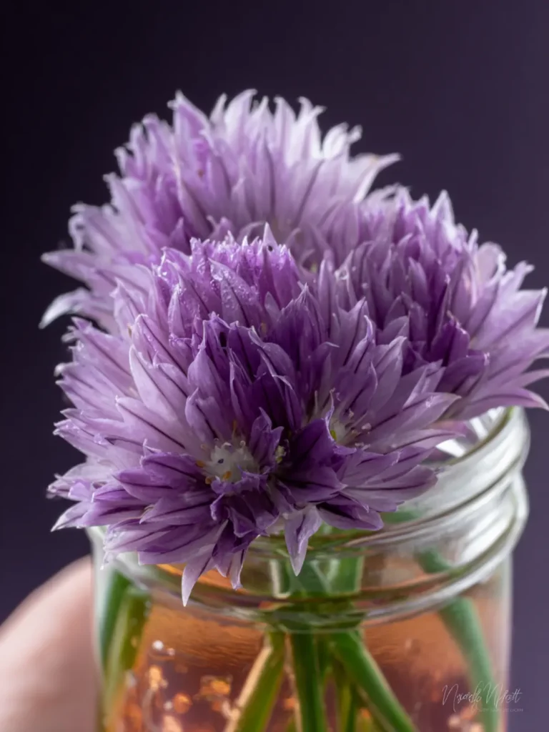 Chive Blossom Vinegar First Image